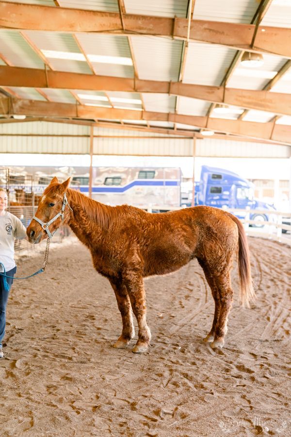 mardi gras horse 5.jpg